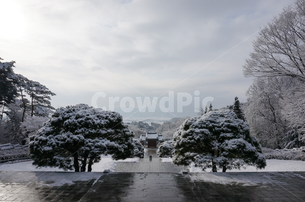 tree,나무,plant,식물,현충사,사당,문화재,겨울,눈,겨울,계절,winter,season,한국전통,한국문화,korean traditional,korean culture,건축물,건물외관,exterior,building,structure,architecture,construction