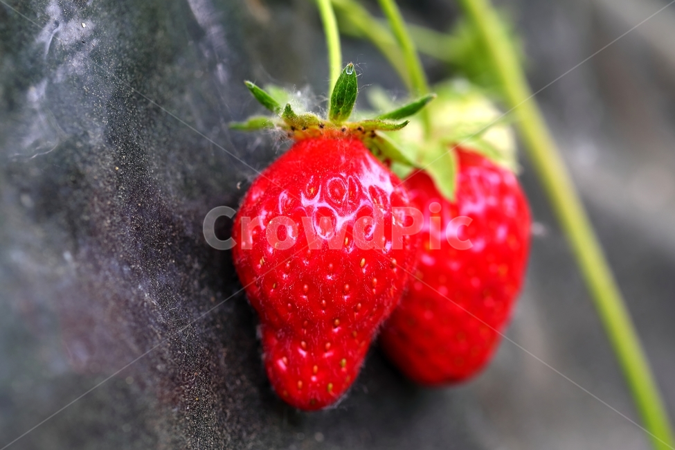 딸기,양평,하우스,과일,봄,과일,열매,fruit
