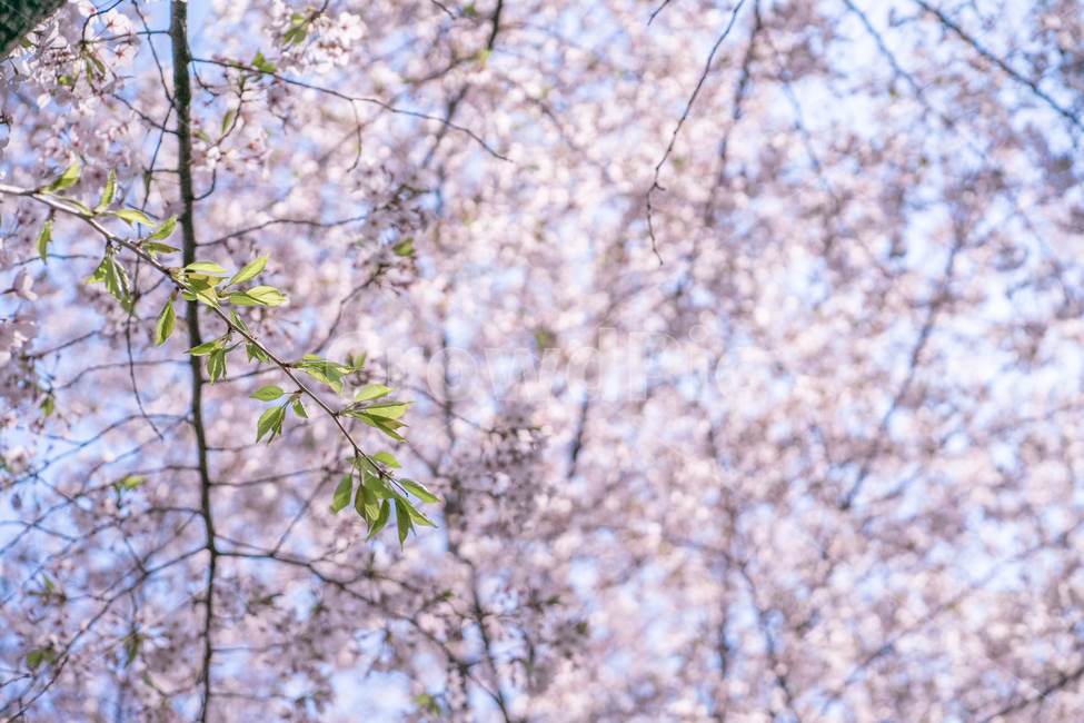봄,벚꽃,벚나무,하늘,분홍색,봄,계절,spring,season,식물,자연,plants,nature,꽃,flower,plant,blossom,cherry blossom