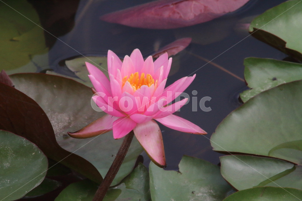 연,수련,꽃,식물,waterlily,식물,자연,plants,nature,꽃,flower