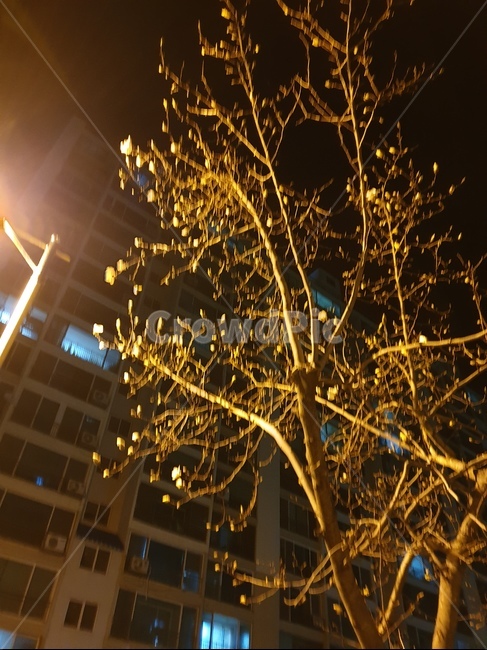 봄날,퇴근길,가로등,봄꽃,밤공기