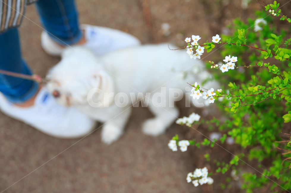 강아지,개,애완견,펫,봄,봄풍경,봄꽃,풍경,흰꽃,작은꽃,자연,산책,귀여운,작은,초록색,계절,공원,야외,애견,흰색,하얀색,식물,자연,plants,nature,꽃,flower,동물,animal,포유류,mammal,개,강아지,dog,doggy