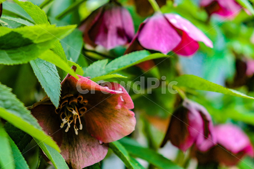 꽃,식물,자연,flower,nature,식물,자연,plants,nature,꽃,flower