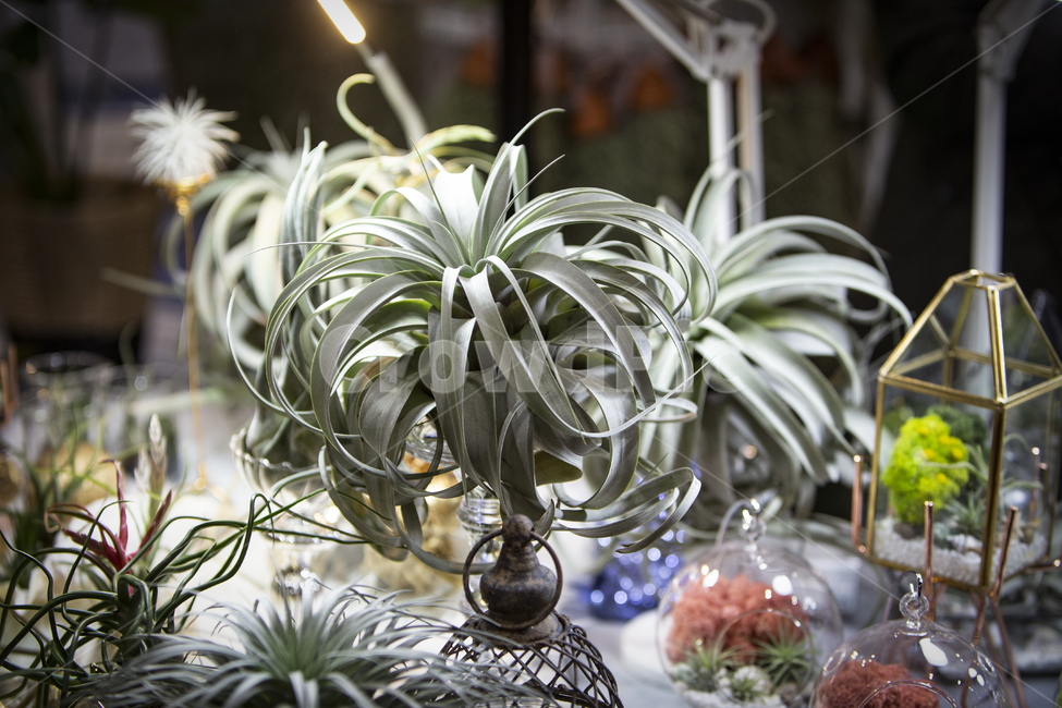 plant,식물,관상용,잎사귀,열대식물,정화식물,초록,잎