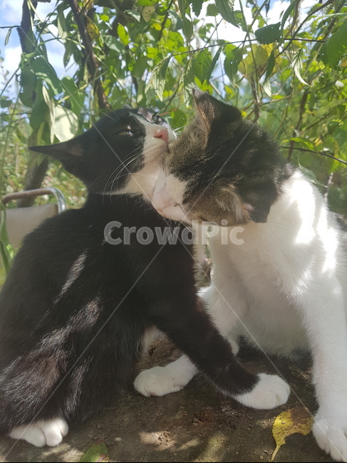 고양이,두마리,고양이두마리,귀여운고양이,냥냥이