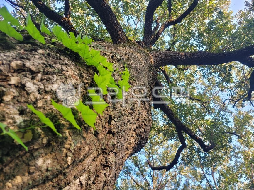 sky,forest,tree trunk,sprout,tree