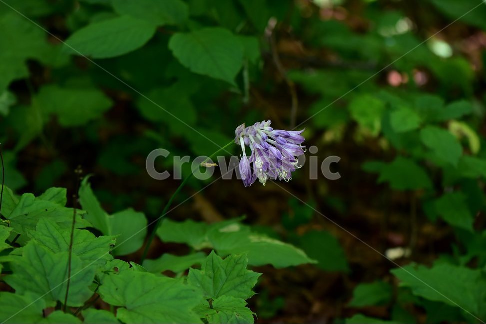 일월비비추,야생화,식물,자연,여름,생태,꽃,힐링,플라워,wildflower,flower,plants,nature,season,감성,느낌,emotion,feeling,여러해살이풀,백합과,비비추속,식물,자연,plants,nature,꽃,flower