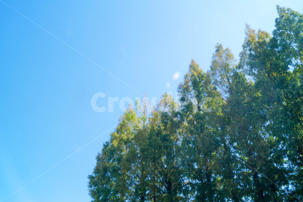 plant,식물,tree,나무,파란,하늘,메타세콰이어,감성사진,나무,trees,wood