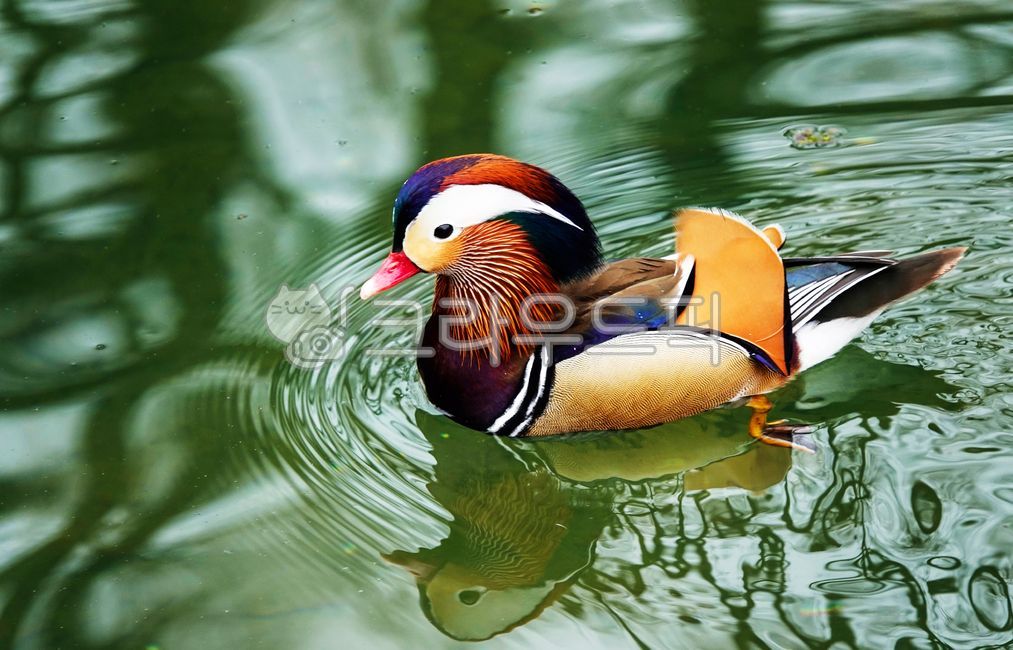 animal,bird,새,동물,원앙,오리,물결,물,커플