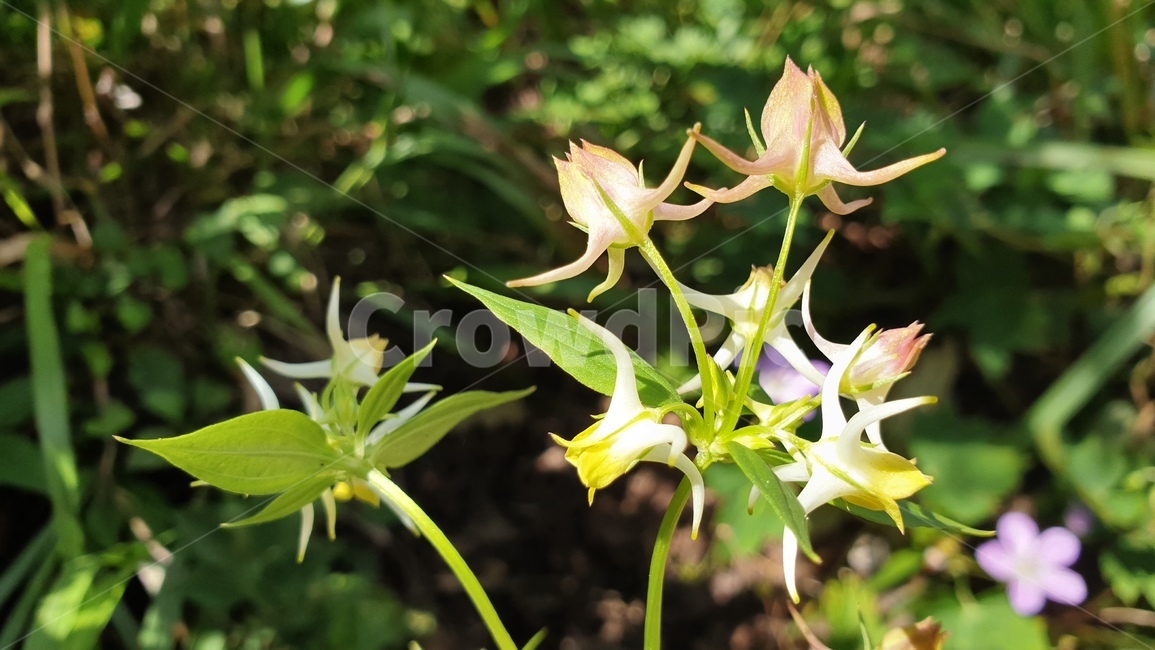 닻꽃,용늪,대암산,꽃,식물,flower,식물,자연,plants,nature,꽃,flower
