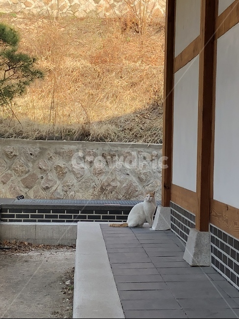 고양이,한옥,cat,동물,자연