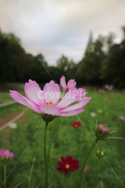 plant,식물,코스모스,가을,꽃,flower,가을,계절,fall,autumn,season,식물,자연,plants,nature,꽃,flower,blossom,geranium,제라늄
