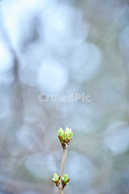 sprout,새싹,bud,싹,plant,식물,새순,나무,나뭇가지,봄,연두색,이른봄,spring,감성사진,감성샷,초봄,봄나무,봄,계절,spring,season