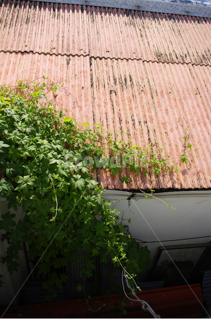 지붕,넝쿨,식물,color,주택,집,건축물,건물외관,exterior,building,structure,architecture,construction