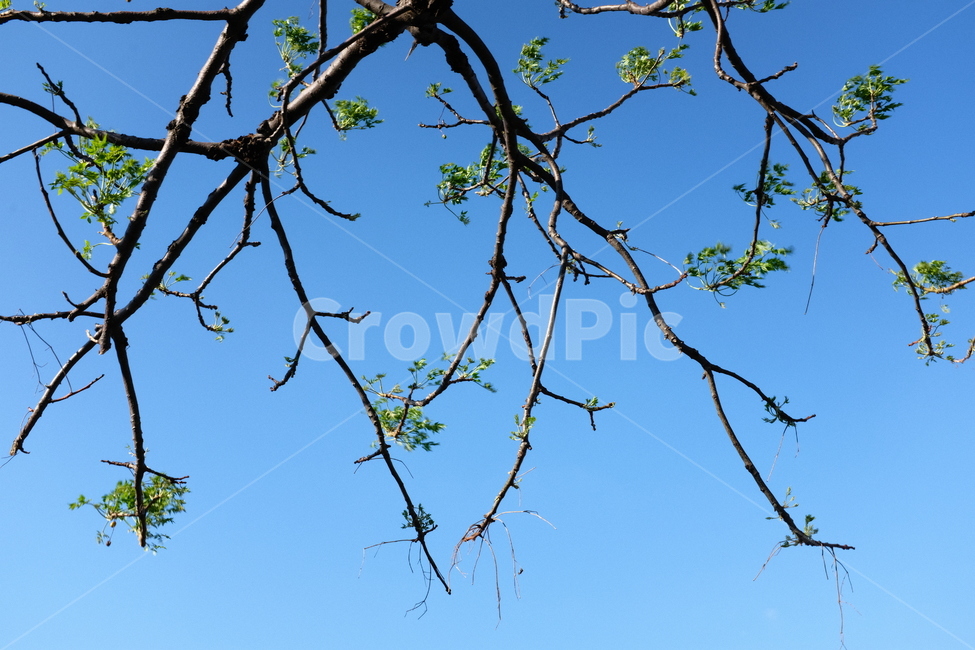 제주도,하늘,나무,나뭇가지,자연,식물,자연,plants,nature