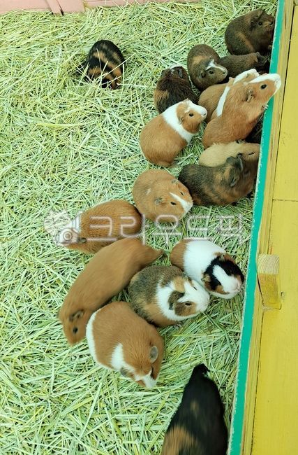 guinea pig,animal,cute,small animal