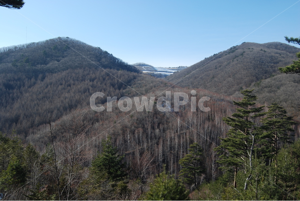 고루포기산,탐방로,자연,공원,겨울,겨울,계절,winter,season,자연,풍경,nature,landscape,한국자연풍경,한국자연경관,korea nature landscape,tree,나무,plant,식물,abies,아비,fir,전나무,outdoors,옥외