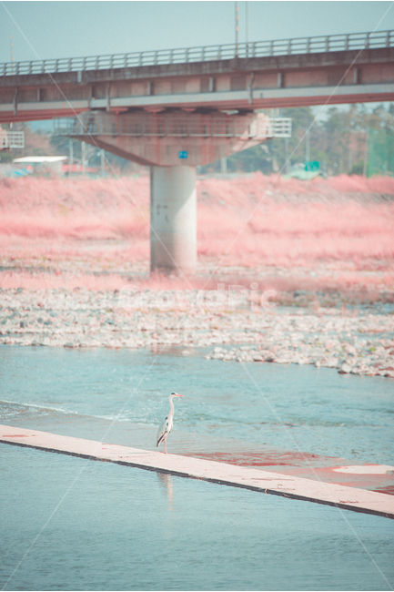 봄,강,새,왜가리,자연,동물,river,bird,spring,다리,bridge,동물,animal,조류,새,birds,감성,sensible,feeling,휴식,힐링,rest,relaxation,healing,색깔,색상,색채,색감,color sense,color sensitivity,feeling of color