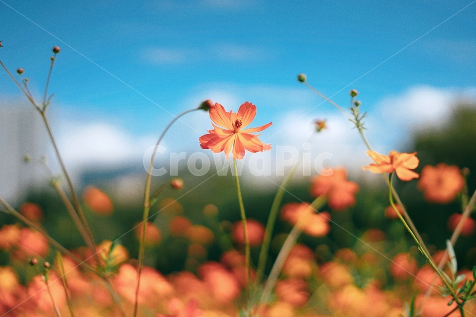 황화코스모스,꽃,가을,코스모스,flower,식물,자연,fall,autumn,계절,가을,계절,fall,autumn,season,식물,자연,plants,nature,꽃,flower,감성,sensible,feeling,색깔,색상,색채,색감,color sense,color sensitivity,feeling of color,plant