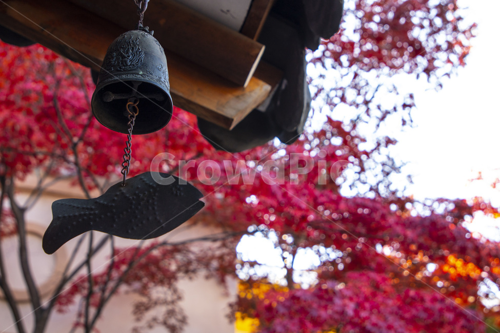 단풍,처마,종,가을,배경,가을,계절,fall,autumn,season,한국전통,한국문화,korean traditional,korean culture