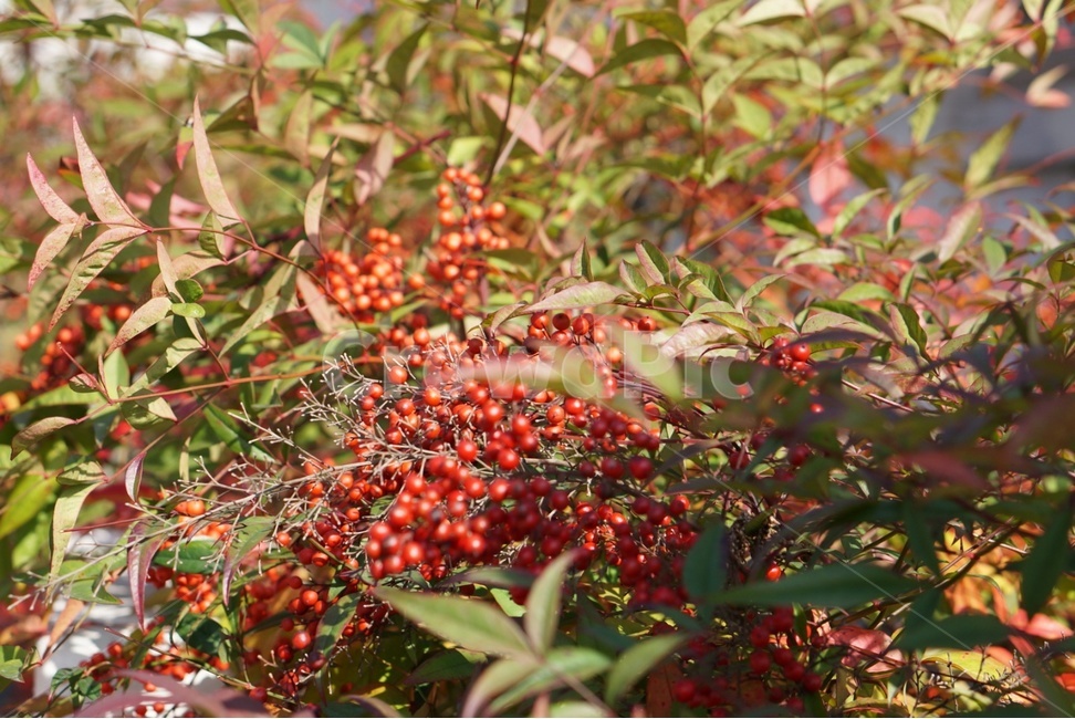 plant,식물,햇살,힐링,감성