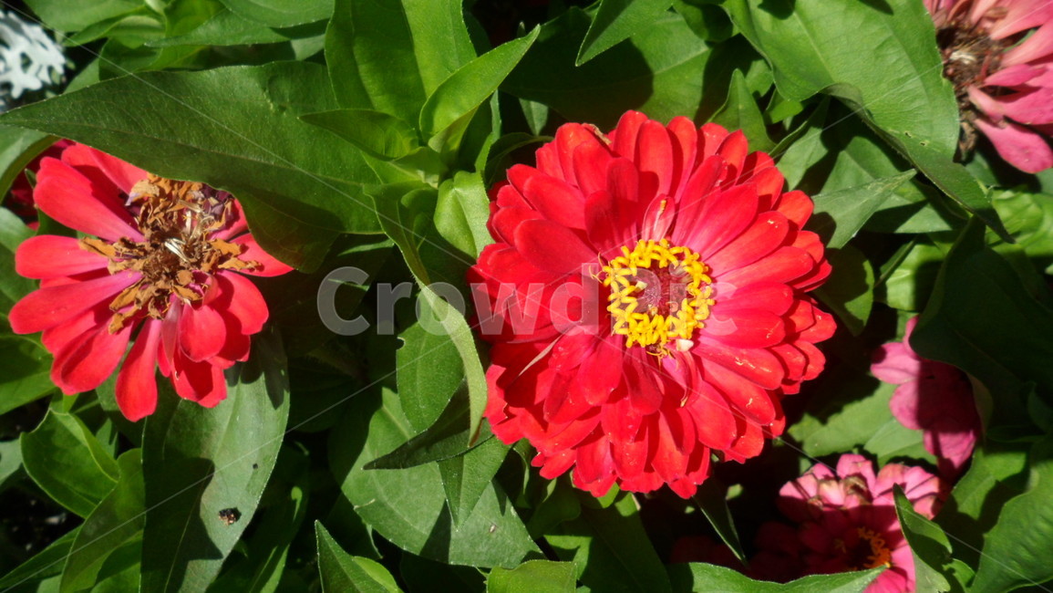 자연,풀,꽃,빨강,봄,가을,식물,자연,plants,nature,꽃,flower