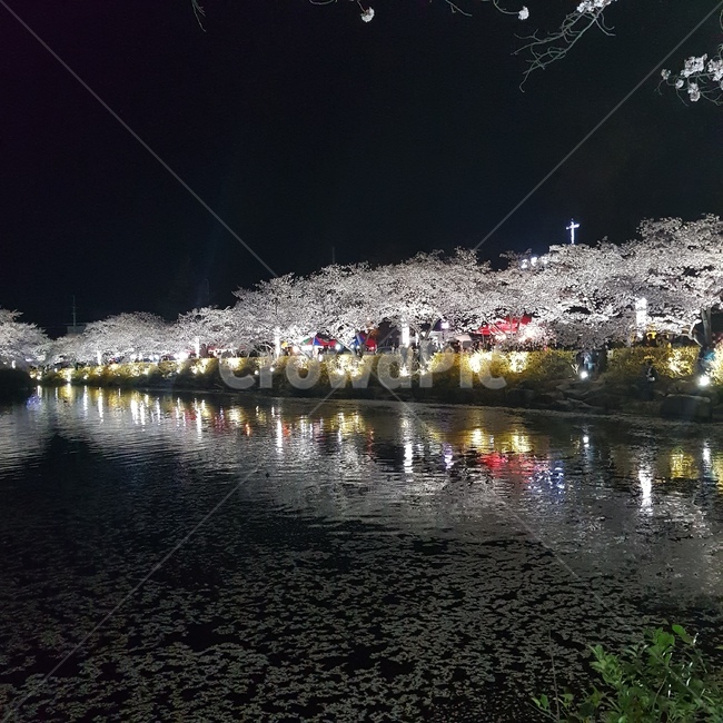 연화지,김천,벚꽃,호수,야경