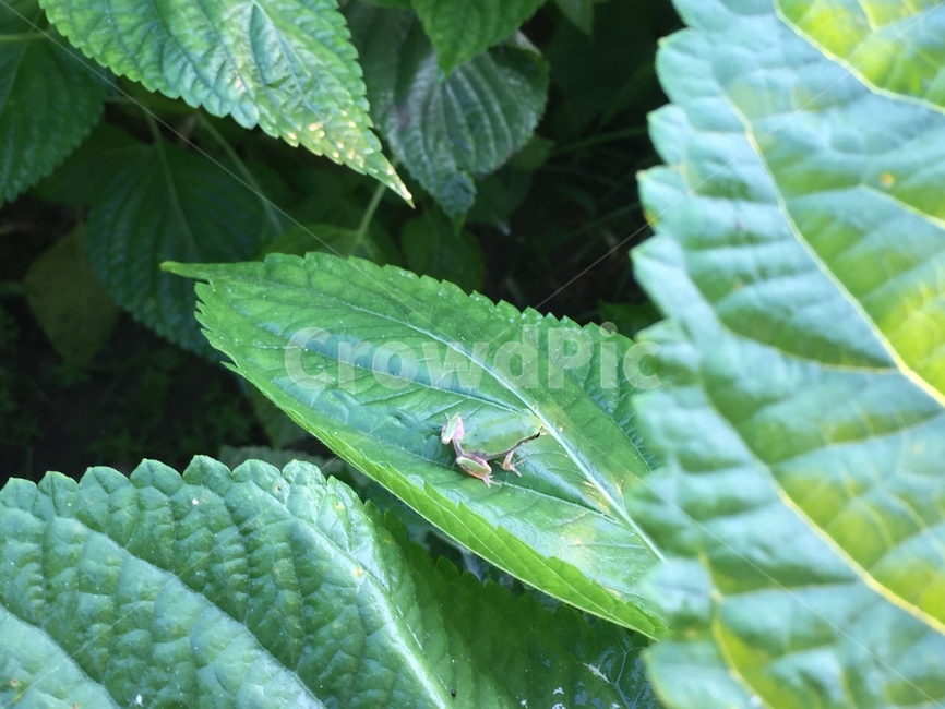 개구리,청개구리,시골,양서류,깻잎,동물,animal,파충류,양서류,reptile,amphibian