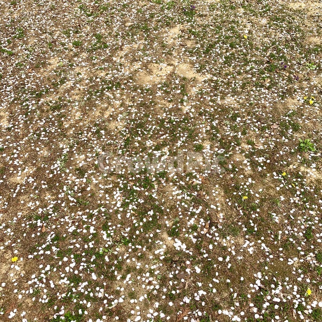 잔디,꽃잎,풀,풀밭,떨어진꽃잎,봄,spring,자연
