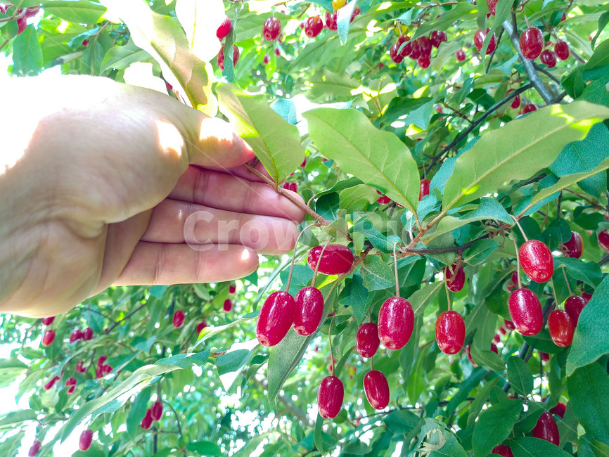 보리수,쌍떡잎식물,쐐기목,뽕나무과,상록교목,아슈바타,피팔라