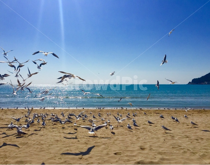 해운대,송정,바다,갈매기,노을,풍경,동물,animal,조류,새,birds