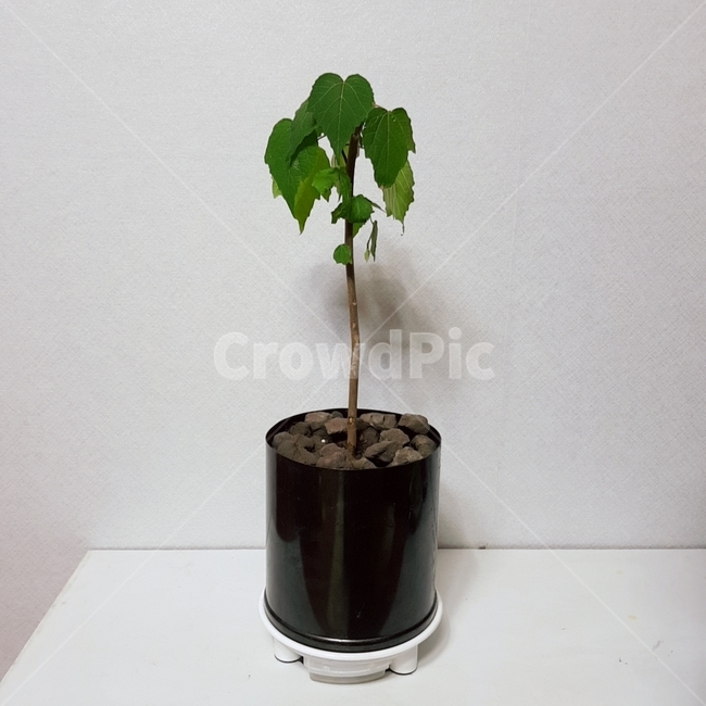 식물,화분,나무,자연,초록,실내용화초,화분,화초,house plant