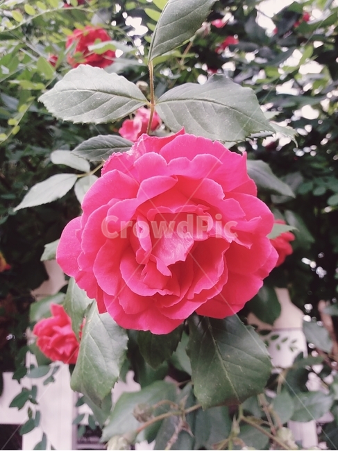 장미,rose,flower,꽃,식물