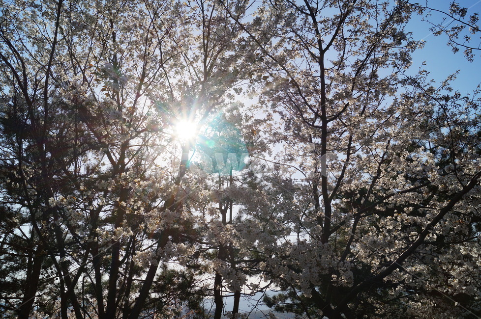 봄,꽃,자연,flower,spring,햇빛,나무,봄,계절,spring,season,자연,풍경,nature,landscape,flare,플레어,light,빛