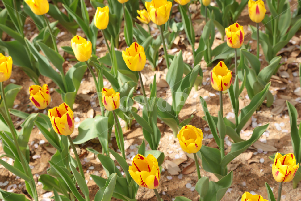 튤립,꽃밭,봄,tulip,꽃,flower,식물,plant,노란튤립,yellow,노랑