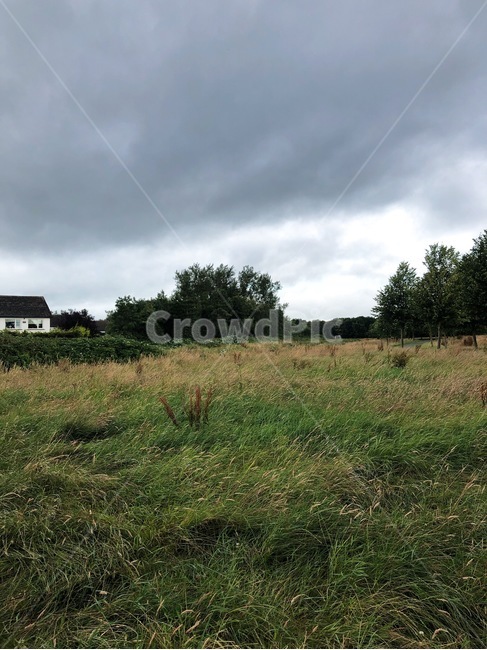 들,들판,나무,집,grass,plant,tree,field,목초지,잔디,자연,식물,옥외,grassland,outdoors,naturehouse,countryside,rural