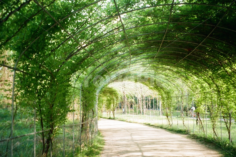 공원,호수공원,일산호수공원,풀,나무,공원길,park,필름카메라,필름사진
