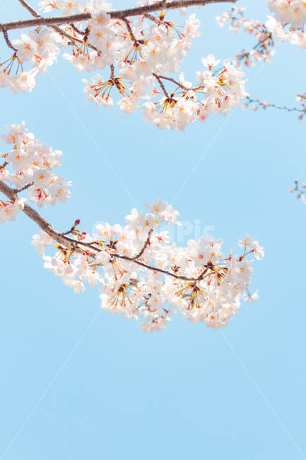 sky,blue sky,Cherry Blossom,blossom,clear sky,pink flower,Emotional photo,spring,spring flowers,ppt background,lock screen,sight,white cherry blossoms,Wallpapers