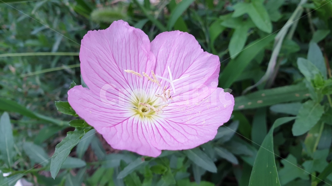 flower,꽃,나팔꽃,야생화,들꽃