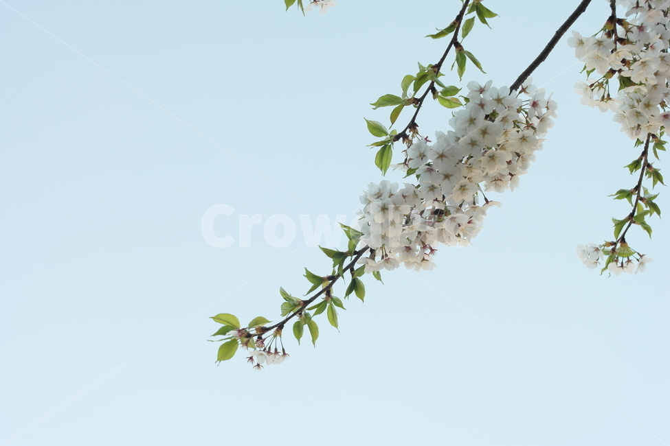 벚꽃,봄,푸른,하늘,푸릇,감성,배경,봄,계절,spring,season,식물,자연,plants,nature,꽃,flower,plant