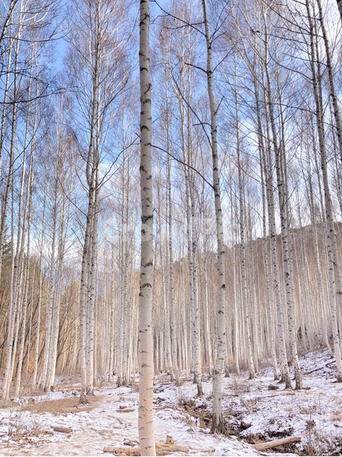 겨울나무,겨울숲,자작나무,자작나무숲,나무,tree,겨울,계절,winter,season,나무,trees,wood
