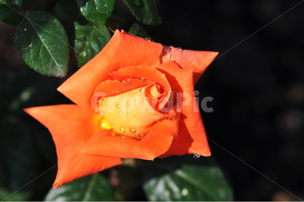 장미,꽃,꽃사진,rose,flower,정열,식물,자연,plants,nature,꽃,flower