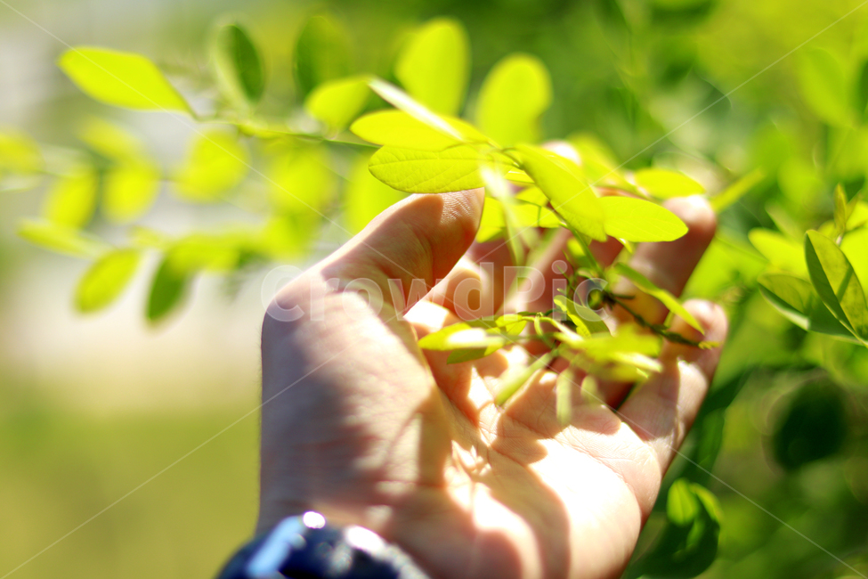 생기,손,따뜻함,생명,나뭇잎,공원,햇빛,식물,자연,plants,nature,사람,인물,인간,human,person,신체일부,몸,body