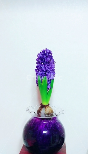 히야신스,꽃,향기,보라빛향기,수선화,꽃,flower,실내용화초,화분,화초,house plant,인테리어,실내디자인,interior design