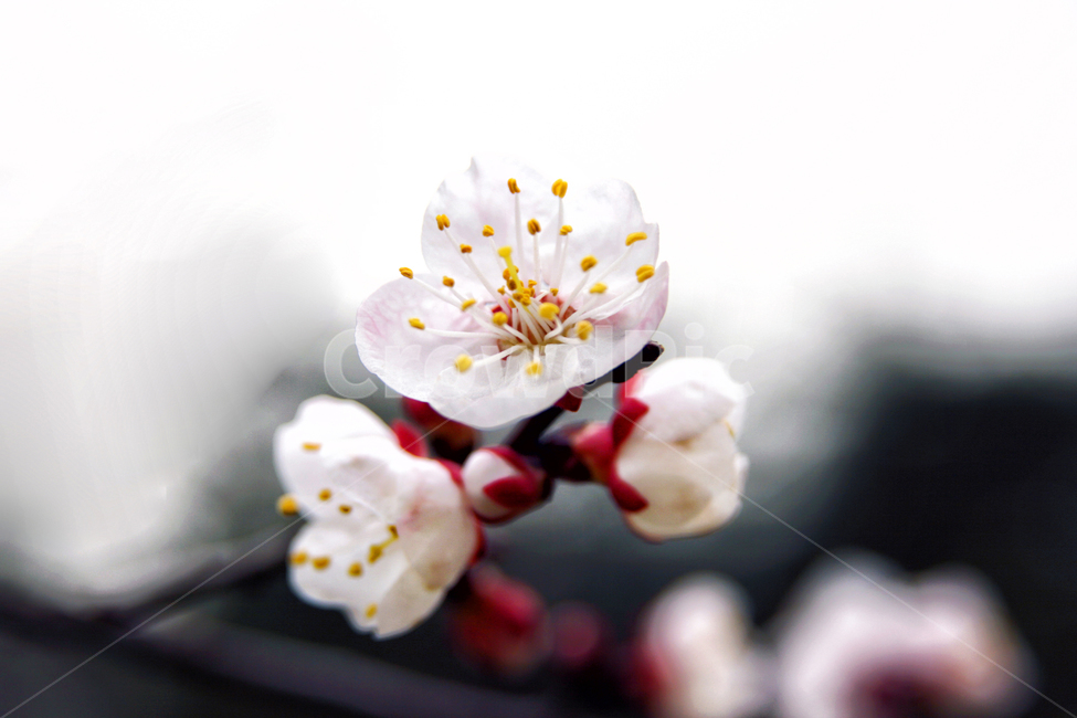 벚꽃,벚나무,봄,꽃,사쿠라,봄,계절,spring,season,식물,자연,plants,nature,꽃,flower,plant