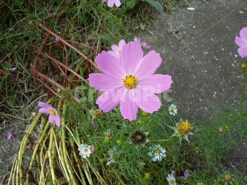 plant,식물,꽃,flower,코스모스,자연,식물,자연,plants,nature,꽃,flower