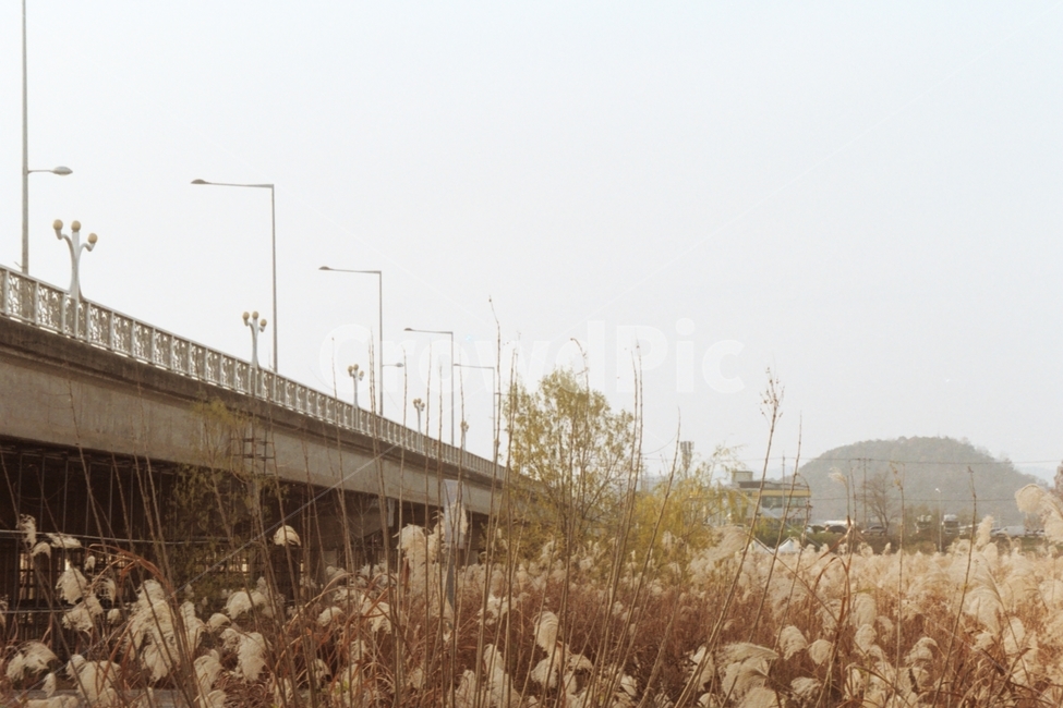 억새풀,다리,한국풍경,자연풍경,감성사진,가을,계절,fall,autumn,season,자연,풍경,nature,landscape,grass,잔디,plant,식물,road,도로