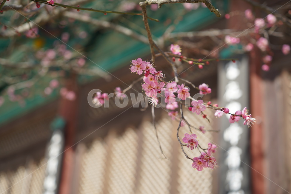 매화,꽃,flower,prunusmume,돌나무,나무,식물,통도사홍매화,통도사