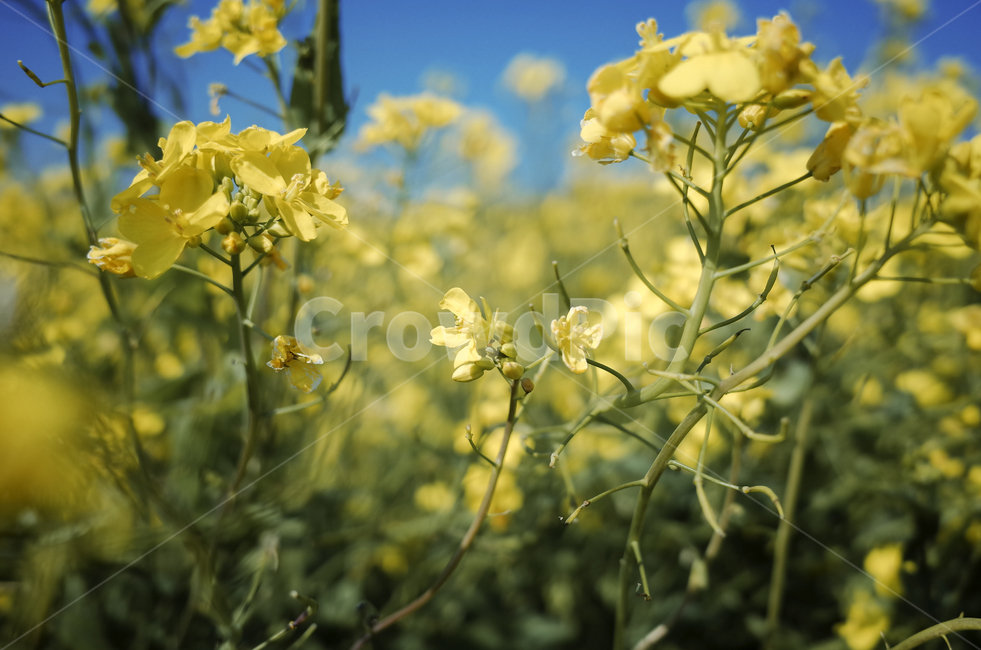 유채꽃,유채,yellow,plant,식물,flower,꽃,봄,봄꽃,노란꽃,green,노란,초록