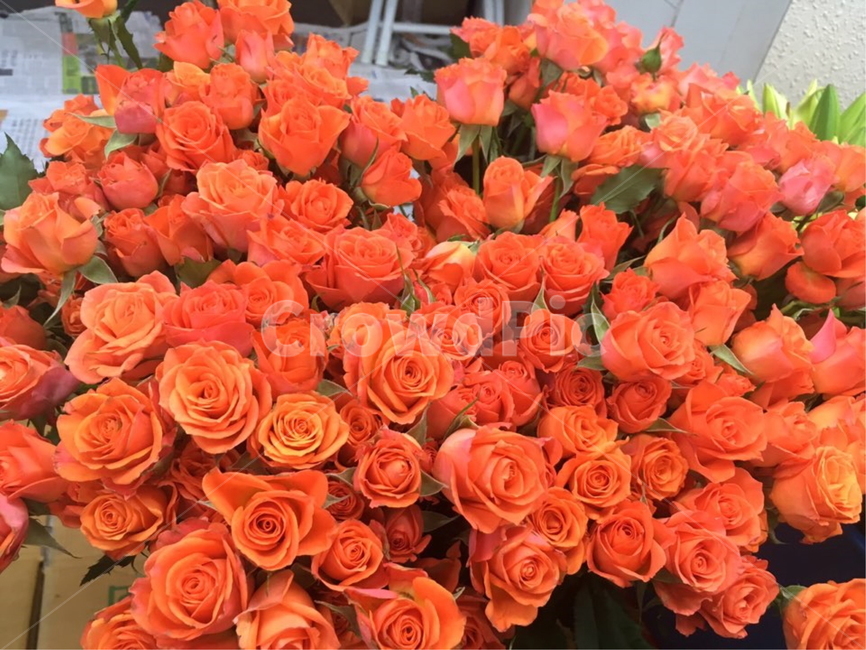 꽃,꽃축제,꽃시장,꽃구경,꽃종류